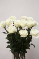 /album/decoracio/rosa-blanca-70-cms-jpg/